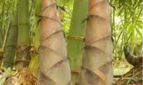 Tre già thì măng mới mọc